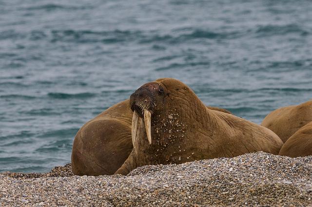 043 Torellneset, walrussen.jpg